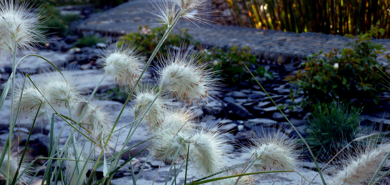 Détail de jardin avec végétation et eau