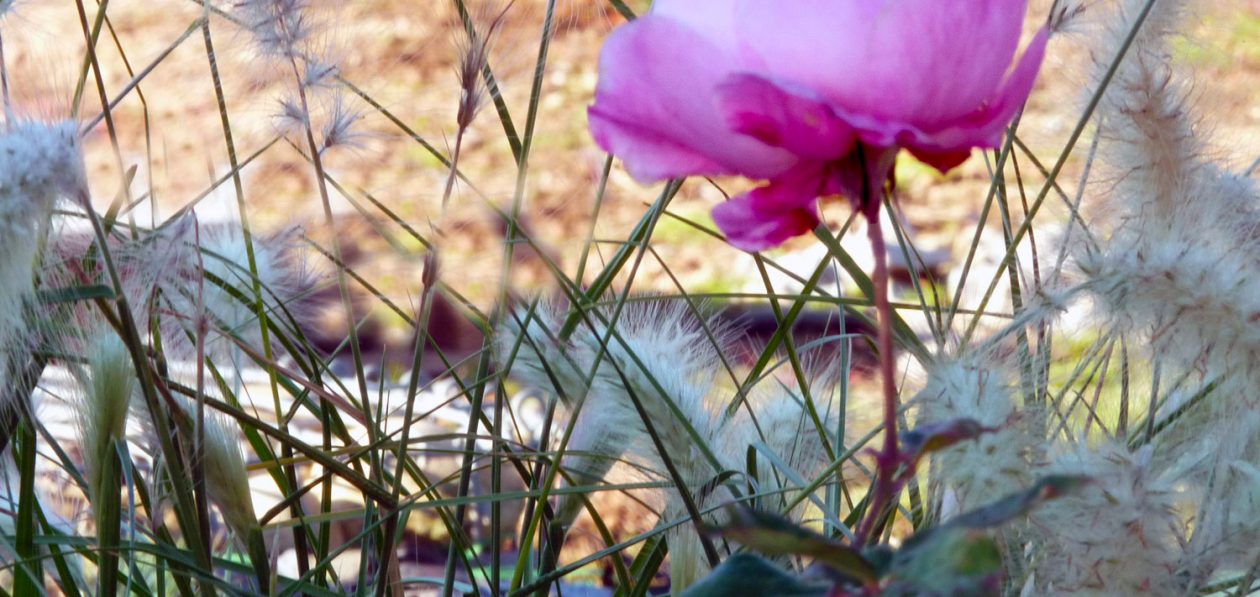 Détail d'un jardin