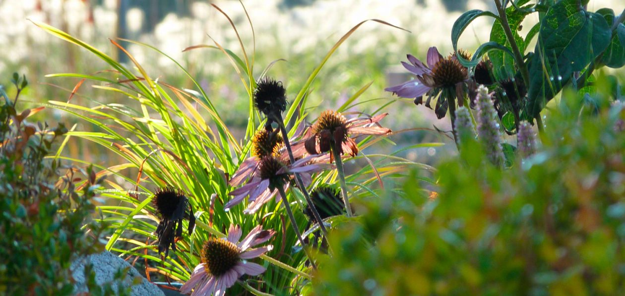 Herbes et fleurs, la végétation dans le jardin