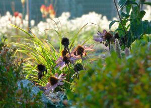 Herbes et fleurs, la végétation dans le jardin
